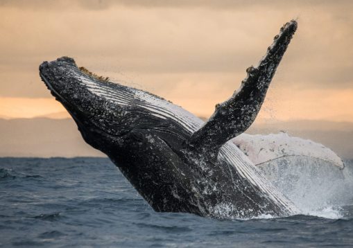 humpback-whale-is-jumping-out-water2 humpback-whale-is-jumping-out-water2
